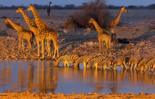 Жираф, зебра, Африка, водопой, Намибия, Etosha National Park