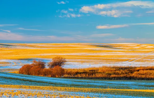 Поле, осень, небо, снег, деревья