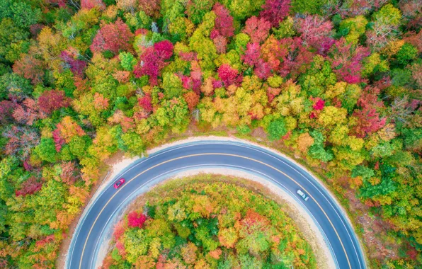 Картинка дорога, осень, лес, деревья, машины, природа, вид сверху