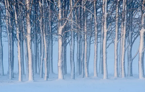 Картинка снег, деревья, пейзаж