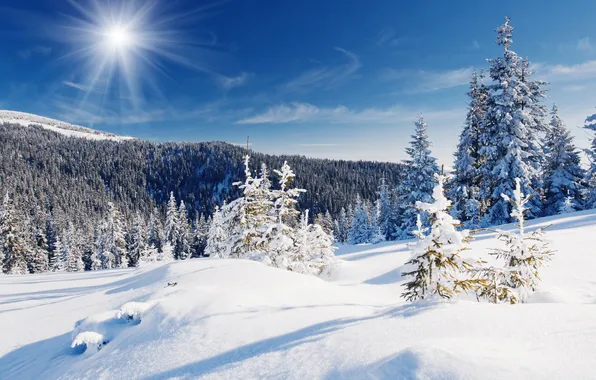 Картинка зима, лес, солнце, снег, пейзаж, природа