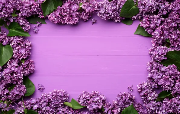 Картинка цветы, весна, рамка, flowers, сирень, background, spring, purple
