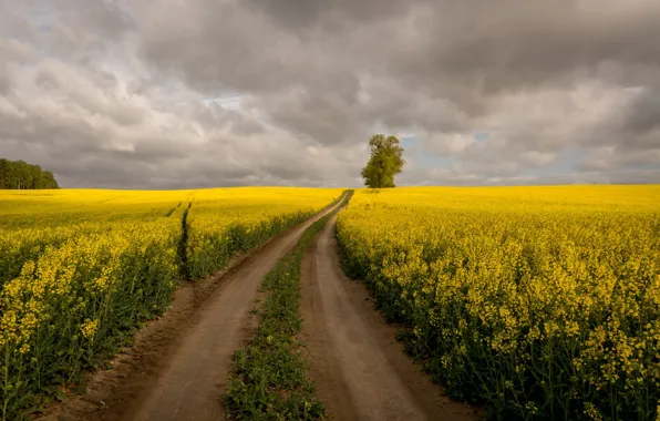 Дорога, небо, облака, цветы, дерево, рапс, рапсовое поле