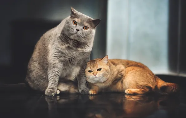 На полу, серый кот, рыжая кошка