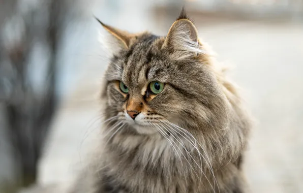 Картинка кошка, кот, взгляд, портрет, мордочка, боке, пушистая, Сибирская кошка