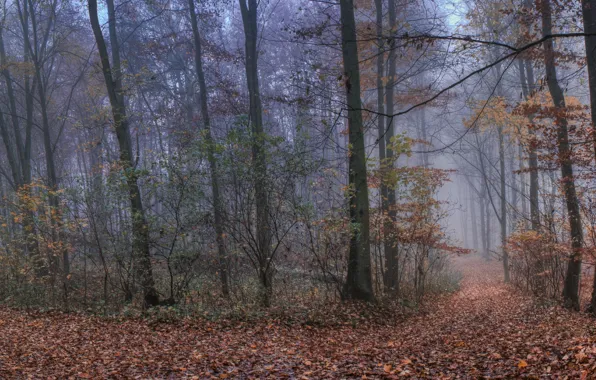 Картинка осень, лес, туман, листва, forest, тропинка, Autumn, leaves