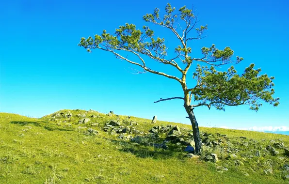 Картинка поле, небо, трава, камни, дерево, Россия, Сибирь