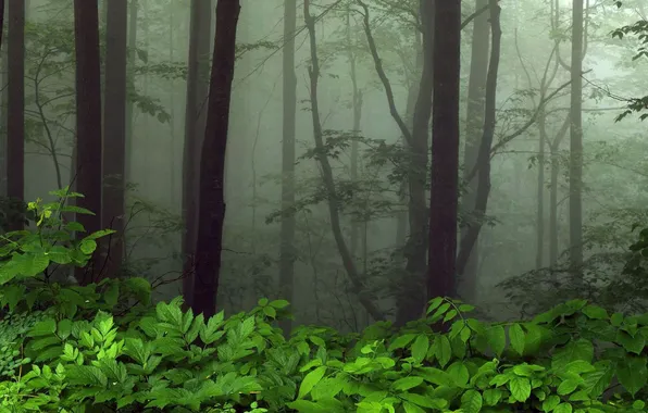 Картинка зелень, деревья, туман, листва, Лес