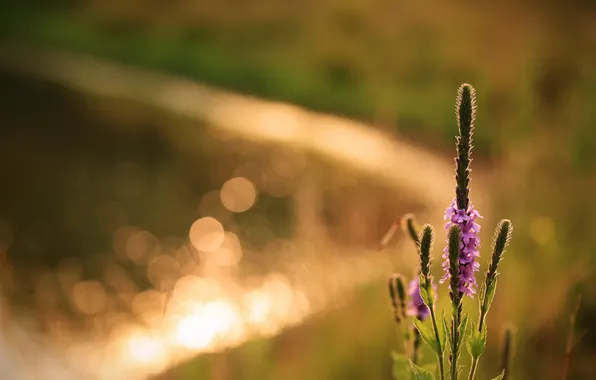 Лето, цветы, блики, фон, растение