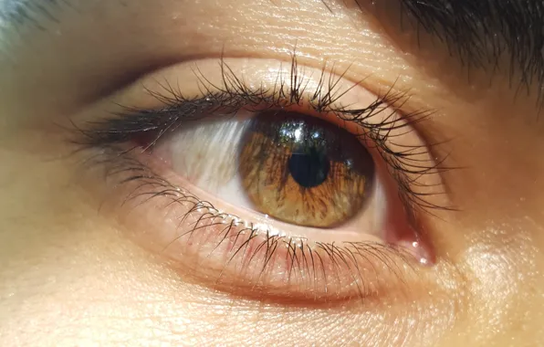 Gold, eyes, brown, men, face, eye, soft, faces