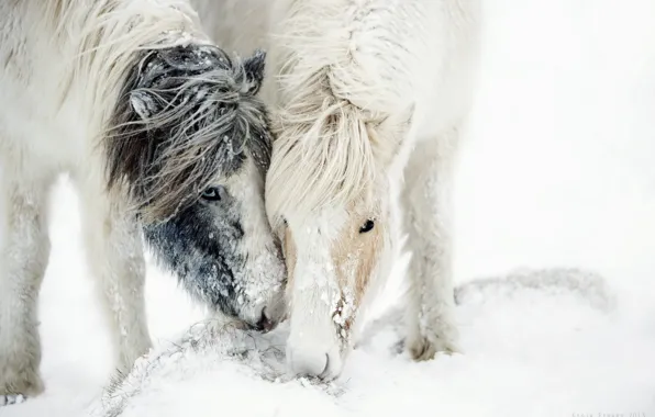 Картинка снег, природа, кони