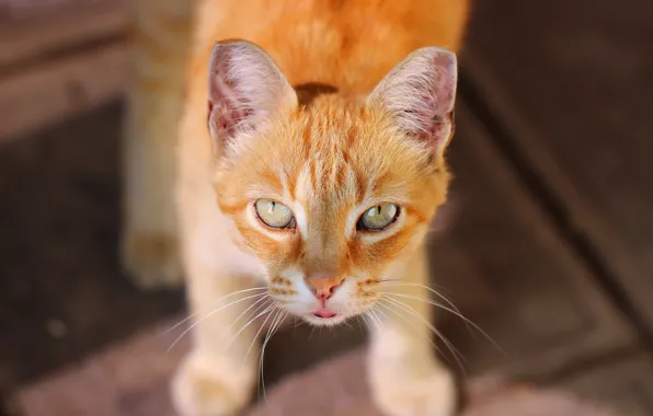 Картинка кот, взгляд, фон, рыжий