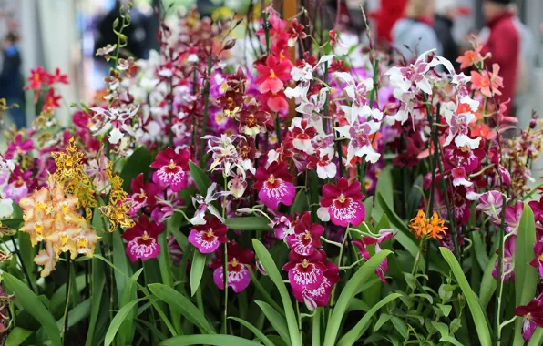 Парк, Орхидеи, разноцветные цветы