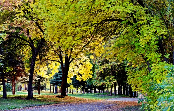 Осень, Листопад, Парк Победы, Желтые листья