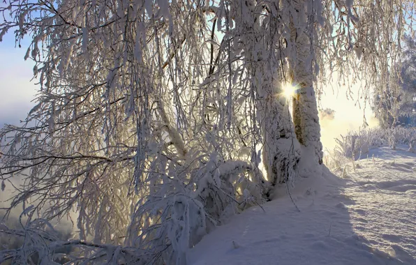 Картинка зима, солнце, снег, деревья, природа