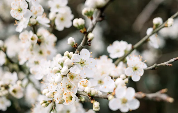 Вишня, весна, бутоны, цветение, spring, blooming