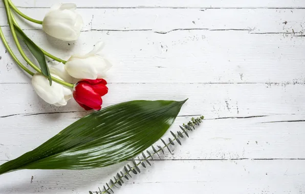 Цветы, тюльпаны, red, white, белые, wood, flowers, tulips