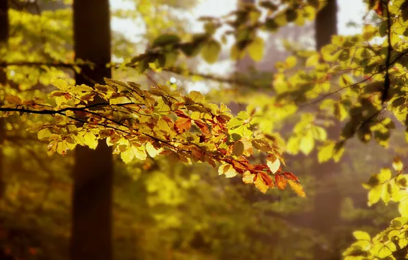 Картинка осень, лес, листья, свет, деревья, ветки, природа, light