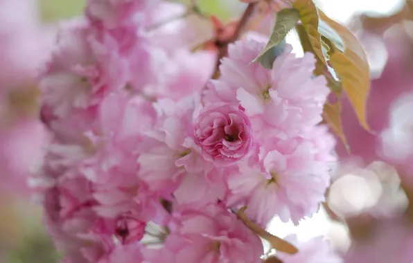Макро, цветы, весна, лепестки, размытость, сакура, розовые