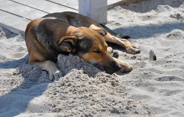 Картинка песок, друг, собака