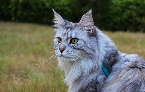 Кошка, кот, взгляд, морда, природа, поза, серый, фон