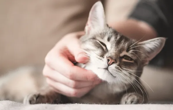 Кошка, кот, взгляд, поза, серый, рука, лапки, лежит