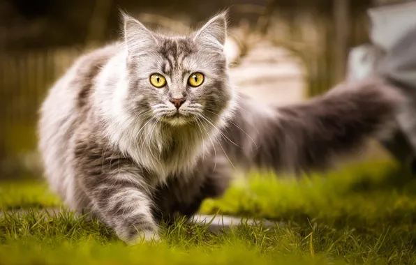 Картинка кошка, трава, кот, природа, серый, пушистый, хвост, прогулка