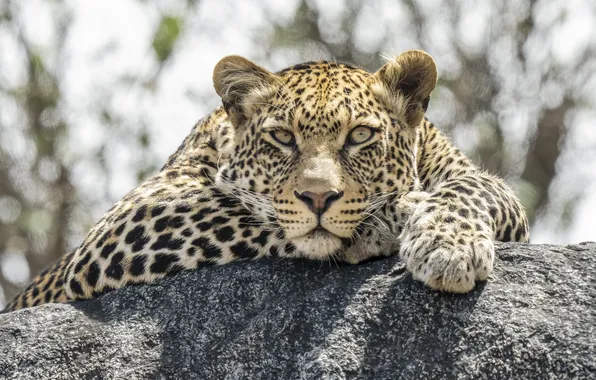 Кот, леопард, зверь
