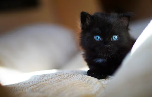 Картинка животное, лежит, котёнок