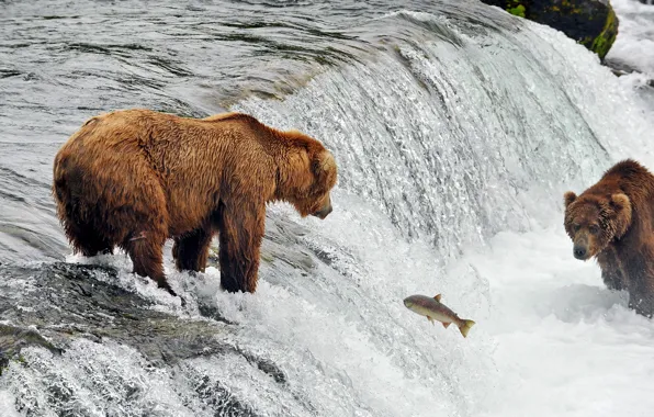 Картинка река, рыба, медведи