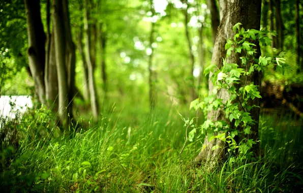 Картинка лес, трава, деревья, свежесть, природа, чистота, жизнь, свежий воздух