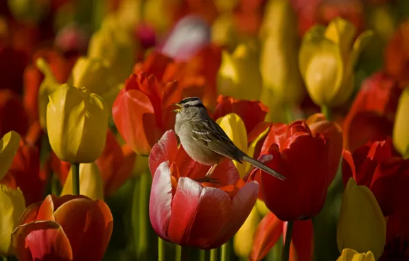 Картинка цветы, стебли, flowers, пение, stalks, singing, белой шапкой воробей, white-crowned sparrow