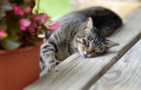 Картинка кошка, кот, лапа, спит, лежит, ступеньки, вазон