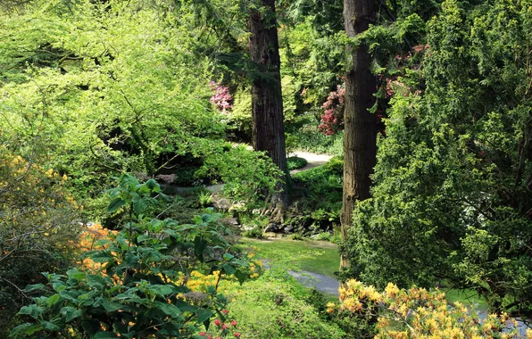 Картинка зелень, деревья, парк, дорожка, Великобритания, кусты, North Wales, Bodnant Garden