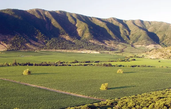Wine, hill, grapes, Chile, Santa Cruz, sunny, vineyard, Caliterra