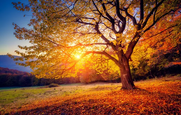 Картинка осень, листья, закат, дерево