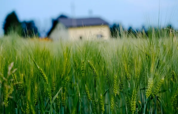 Картинка пшеница, поле, макро, дом, фон, widescreen, обои, рожь