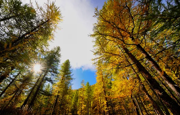 Картинка осень, небо, солнце, лучи, деревья