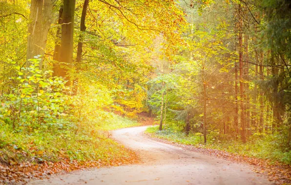 Картинка дорога, осень, деревья, фото, листва