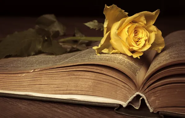 Книга, ностальгия, антиквариат, розы цвести