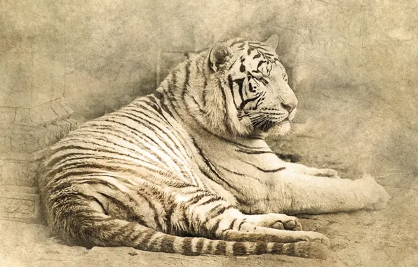 Кошка, тигр, лежит, tiger