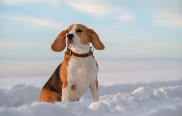 Картинка снег, собака, уши, Бигль