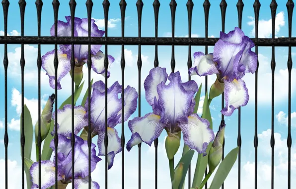 Flower, garden, spring, Iris