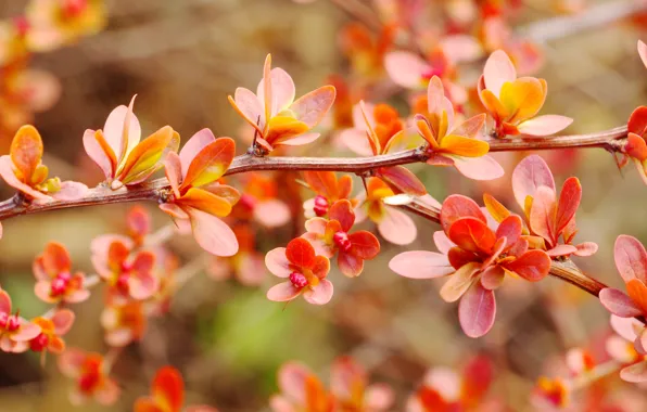 Red, leaf, twig
