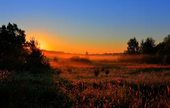 Картинка лес, солнце, деревья, природа, туман, рассвет, раннее утро, поляна. поле