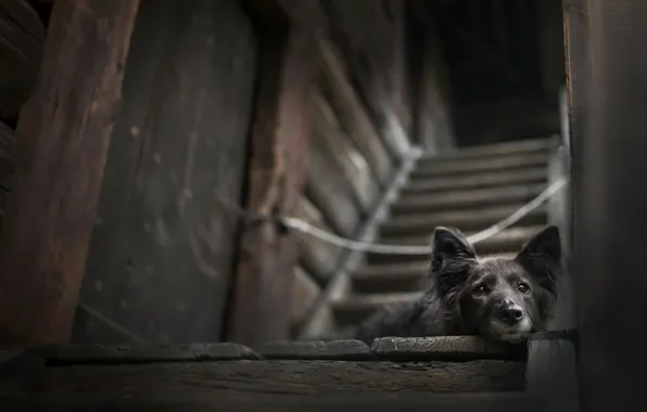 Дом, друг, собака
