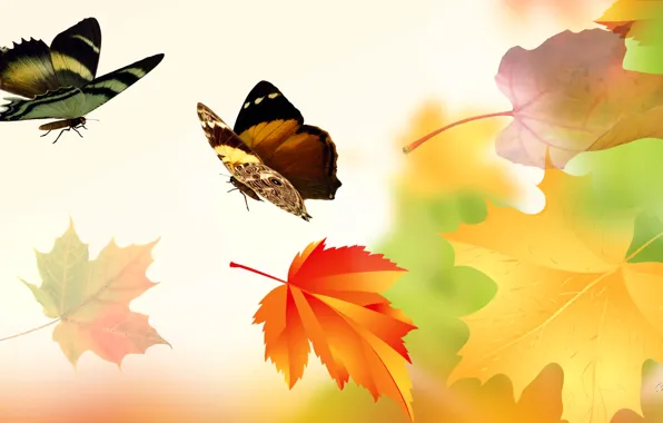 Картинка осень, листья, коллаж, бабочка, крылья
