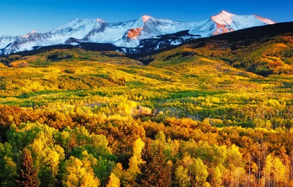 Картинка осень, лес, горы, склон