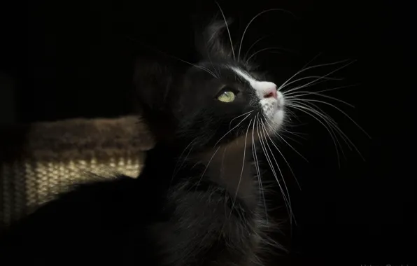 Кошка, кот, усы, свет, тёмный фон