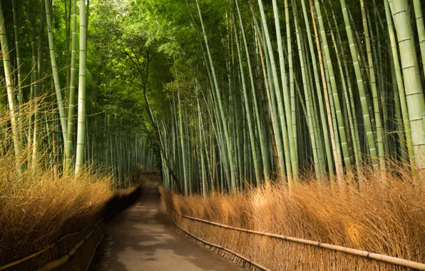 Картинка дорога, бамбук, Kyōto